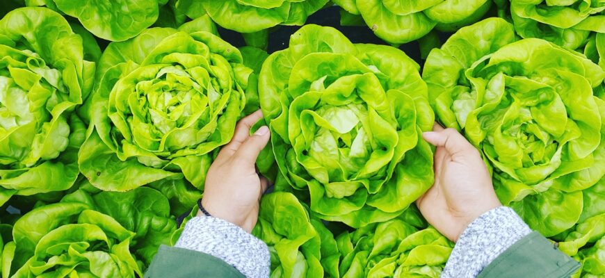 person picking green cabbage