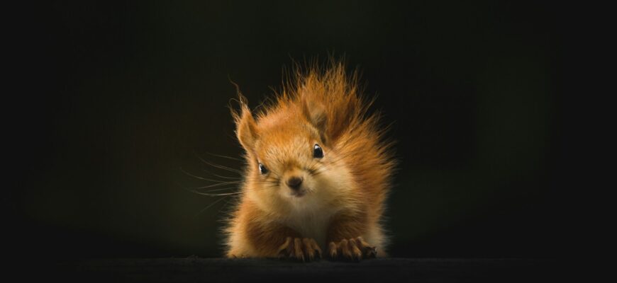 brown squirrel on black background