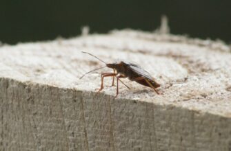 a bug on a wood surface