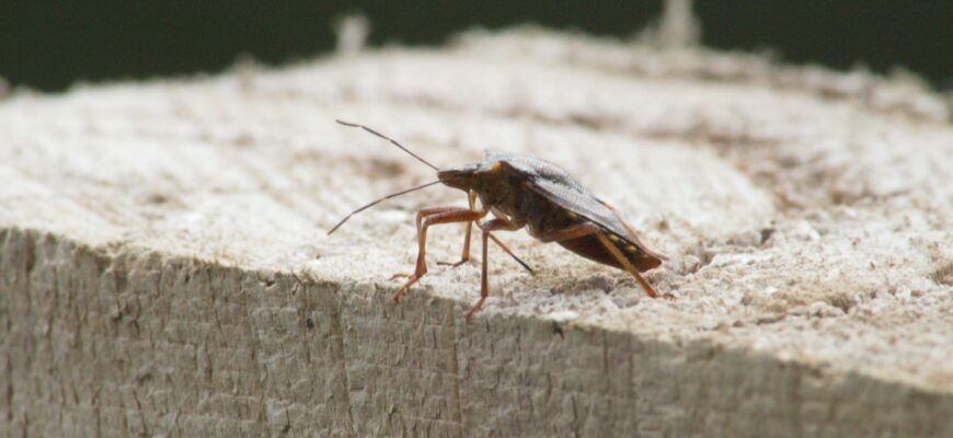 a bug on a wood surface