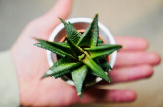 a person holding a small potted plant in their hand