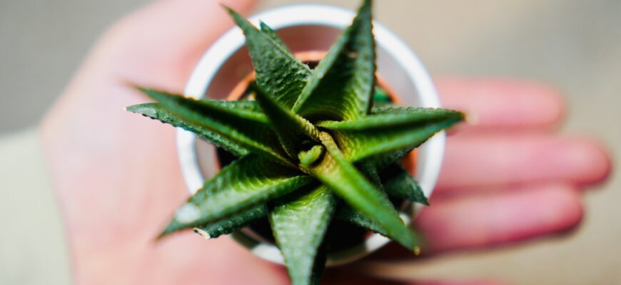 a person holding a small potted plant in their hand