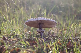 brown mushroom