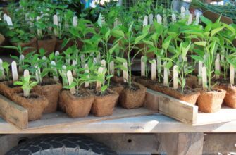 a bunch of plants that are on a table