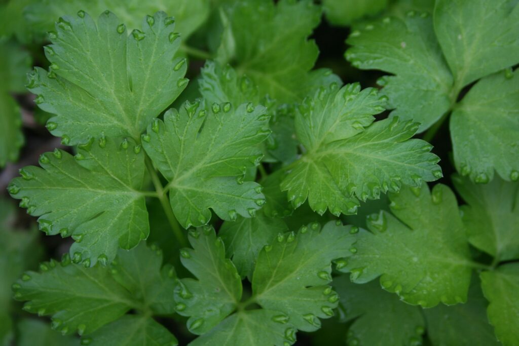 green leaf plant with water droplets