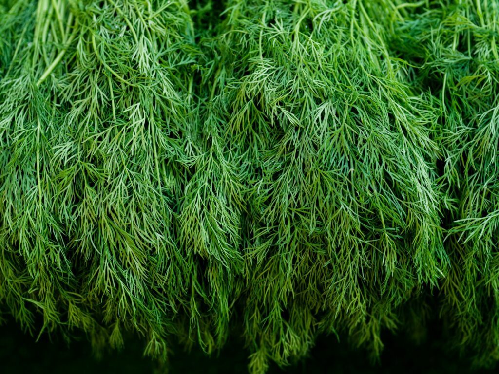 a close up of a bunch of green grass