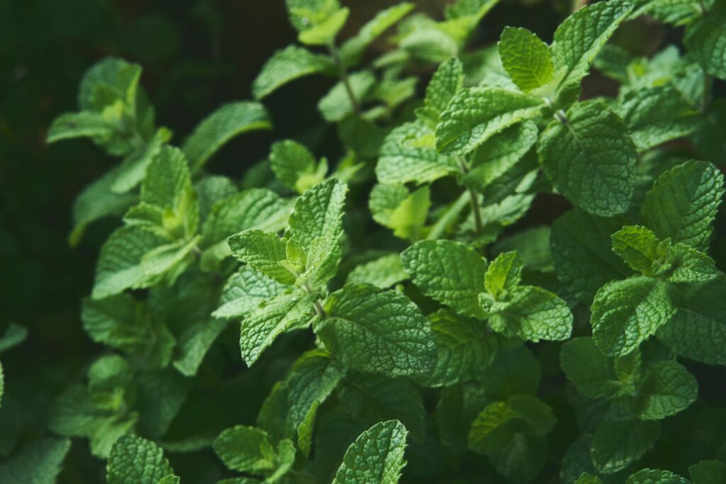 a close up of a plant with green leaves